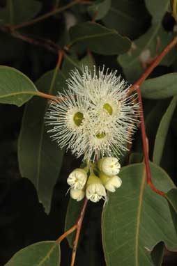 APII jpeg image of Eucalyptus paniculata  © contact APII