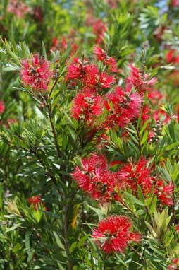 APII jpeg image of Callistemon viminalis 'Prolific'  © contact APII