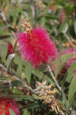 APII jpeg image of Callistemon 'Violaceus'  © contact APII