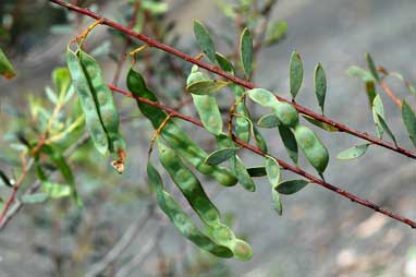 APII jpeg image of Acacia buxifolia  © contact APII