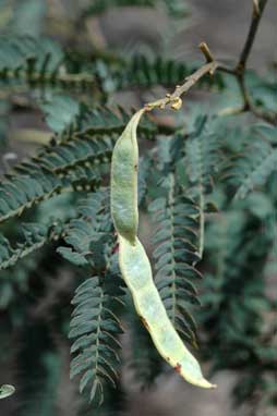 APII jpeg image of Acacia glaucocarpa  © contact APII