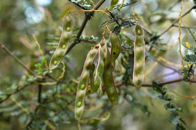 APII jpeg image of Acacia jonesii  © contact APII