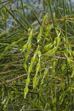 APII jpeg image of Acacia acuminata  © contact APII