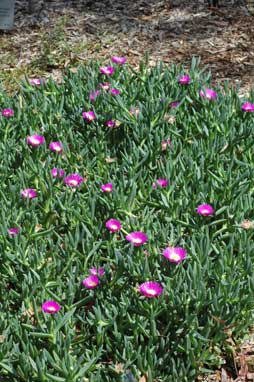 APII jpeg image of Carpobrotus glaucescens  © contact APII