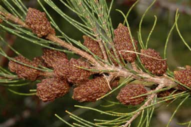 APII jpeg image of Allocasuarina emuina  © contact APII