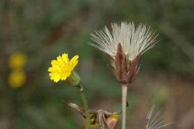 APII jpeg image of Hypochaeris radicata  © contact APII