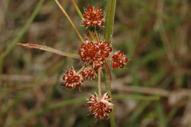 APII jpeg image of Luzula densiflora  © contact APII