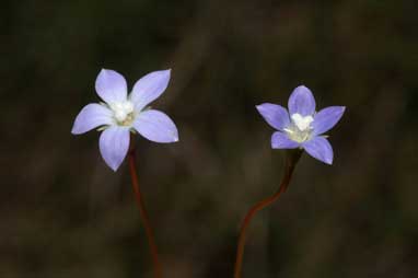 APII jpeg image of Wahlenbergia multicaulis  © contact APII