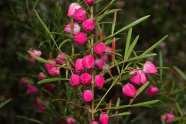 APII jpeg image of Boronia heterophylla  © contact APII