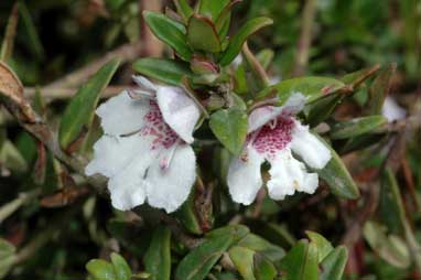 APII jpeg image of Prostanthera hindii  © contact APII