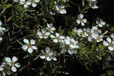 APII jpeg image of Leptospermum brevipes  © contact APII