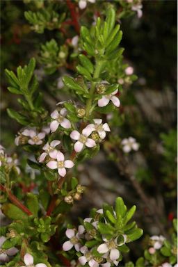 APII jpeg image of Zieria odorifera subsp. williamsii  © contact APII