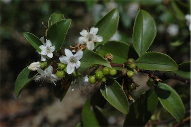 APII jpeg image of Myoporum petiolatum  © contact APII