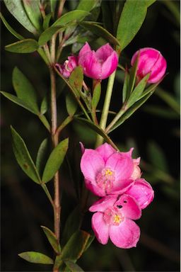 APII jpeg image of Boronia 'Aussie Rose'  © contact APII