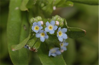 APII jpeg image of Myosotis laxa subsp. caespitosa  © contact APII