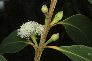 APII jpeg image of Eucalyptus langleyi  © contact APII