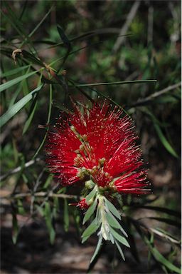 APII jpeg image of Callistemon 'Booti Booti Queen'  © contact APII