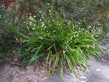 APII jpeg image of Libertia paniculata  © contact APII