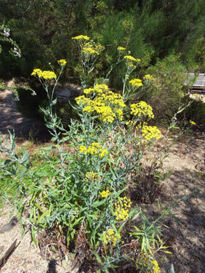 APII jpeg image of Senecio linearifolius var. dangarensis  © contact APII