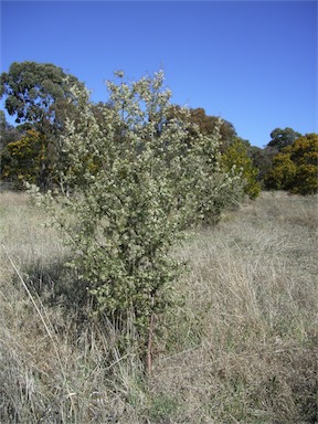 APII jpeg image of Hakea decurrens subsp. decurrens  © contact APII