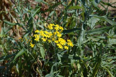 APII jpeg image of Senecio linearifolius var. dangarensis  © contact APII