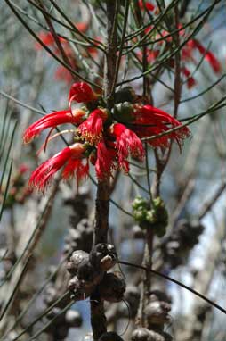 APII jpeg image of Calothamnus gilesii  © contact APII