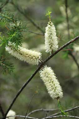 APII jpeg image of Melaleuca 'Ballarkona'  © contact APII