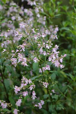 APII jpeg image of Prostanthera lasianthos 'Kallista Pink'  © contact APII