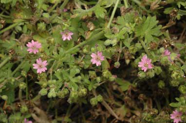 APII jpeg image of Geranium molle  © contact APII