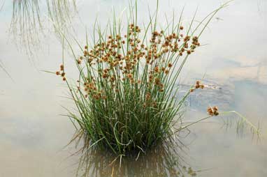 APII jpeg image of Cyperus gunnii subsp. gunnii  © contact APII