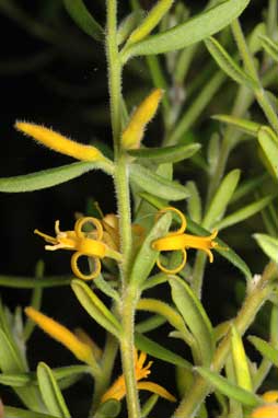 APII jpeg image of Persoonia mollis subsp. ledifolia  © contact APII