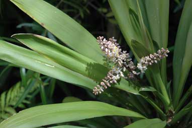 APII jpeg image of Cordyline congesta  © contact APII