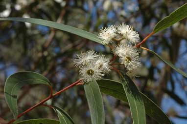 APII jpeg image of Eucalyptus stricta  © contact APII