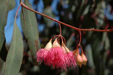 APII jpeg image of Eucalyptus sideroxylon  © contact APII