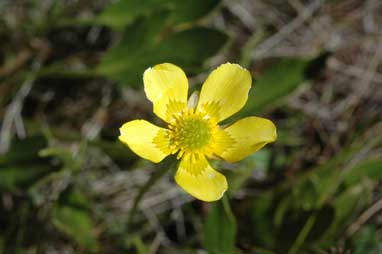 APII jpeg image of Ranunculus victoriensis  © contact APII