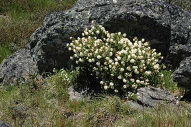 APII jpeg image of Pimelea ligustrina  © contact APII