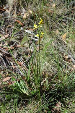 APII jpeg image of Diuris sulphurea  © contact APII