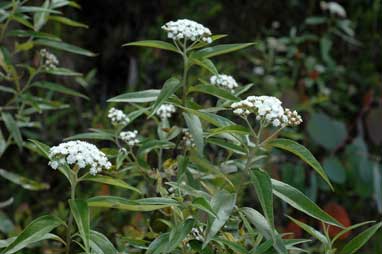 APII jpeg image of Ozothamnus stirlingii  © contact APII