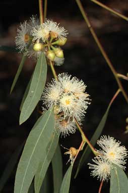 APII jpeg image of Eucalyptus parramattensis  © contact APII