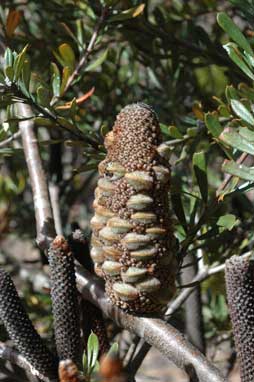 APII jpeg image of Banksia canei  © contact APII