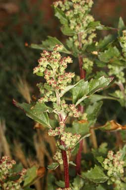 APII jpeg image of Chenopodium murale  © contact APII