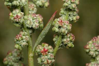 APII jpeg image of Chenopodium album  © contact APII