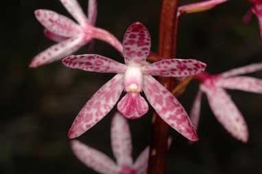 APII jpeg image of Dipodium punctatum  © contact APII