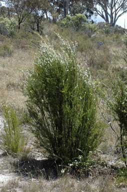 APII jpeg image of Kunzea ericoides  © contact APII