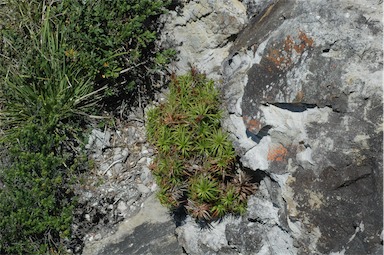 APII jpeg image of Dracophyllum oceanicum  © contact APII