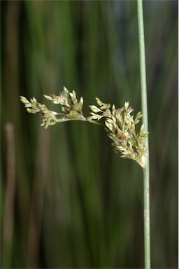 APII jpeg image of Juncus usitatus  © contact APII