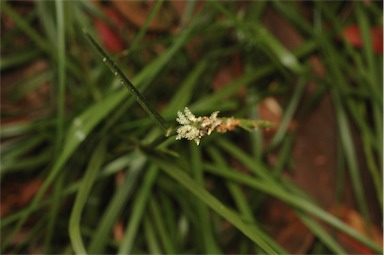 APII jpeg image of Hemarthria uncinata var. uncinata  © contact APII