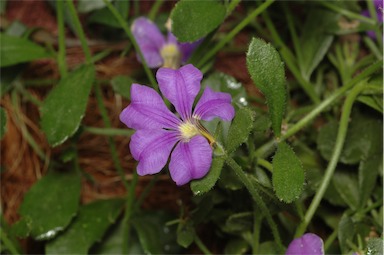 APII jpeg image of Scaevola calliptera  © contact APII