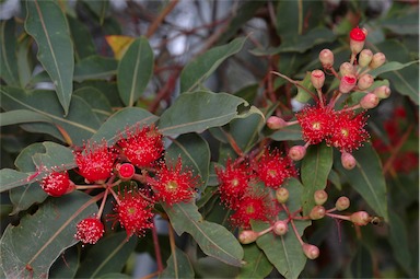 APII jpeg image of Corymbia ficifolia 'Wildfire'  © contact APII