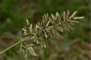 APII jpeg image of Eragrostis cilianensis  © contact APII